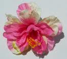 Hibiscus_Flower_2